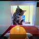 Illustration for article titled Cats Vs. iMario Kart Live: Home Circuit /i